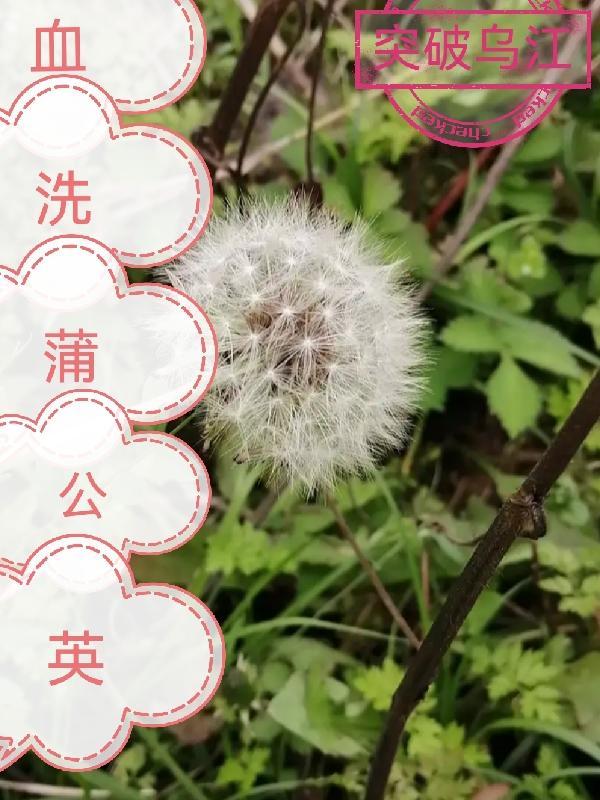 蒲公英洗阴阴有什么效果