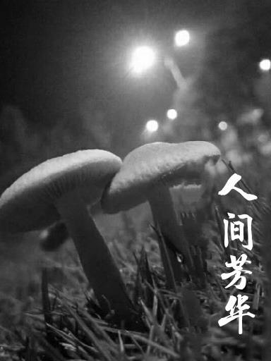 人间芳华四月天的意思